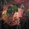 紅葉　