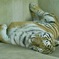 寝ているアムールトラ(神戸市立王子動物園)