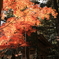 燃えるような紅葉・・・