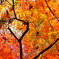 『紅葉』