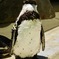 フンボルトペンギン(野毛山動物園)