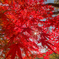 真紅の葉　きらりきらりと　風わらう
