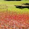 紅葉の絨毯