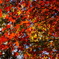 紅葉すすむ
