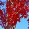 燃える紅葉②