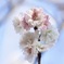ジュウガツサクラ(十月桜)