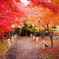 京都紅葉狩り ②