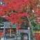 近所の神社の紅葉