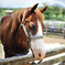 牧場の馬
