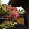 山門の紅葉