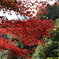 紅葉２