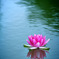 Water Lily