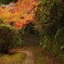 苔むす小径、紅葉のトンネル