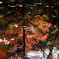 池に写る紅葉