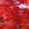 燃える紅葉③