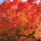 紅葉いっぱい