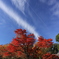 紅葉と空