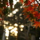 夕暮れの紅葉
