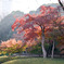 都内紅葉巡り【小石川後楽園：紅葉林付近】20251128