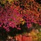 美しい紅葉