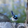 Superb Fairywren ♂