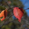 紅い葉 f5.6