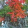 お稲荷さんと紅葉する木