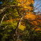 老木と紅葉と
