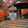 薬王寺　紅葉