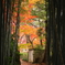 薬王寺　紅葉