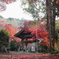 薬王寺　紅葉