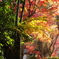 薬王寺　紅葉