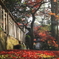 薬王寺　紅葉