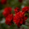 赤い薔薇　秋