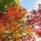 晴天と紅葉