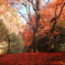 紅葉の絨毯