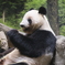 ジャイアントパンダ見納め？