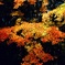 山紅葉