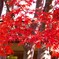 燃える紅葉④