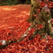 紅葉の絨毯３