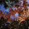 水面の紅葉