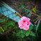 薔薇と鉄柵、ふたたび。