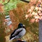 紅葉の中で・・・マガモ