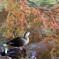 紅葉の中で・・・カルガモ