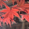 境内の紅葉