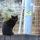 黒猫は見た