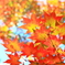 紅葉（こうよう）三昧