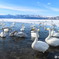 白鳥の湖