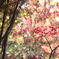 透かし紅葉