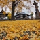 Ginkgo carpet 